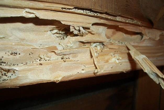 シロアリの被害