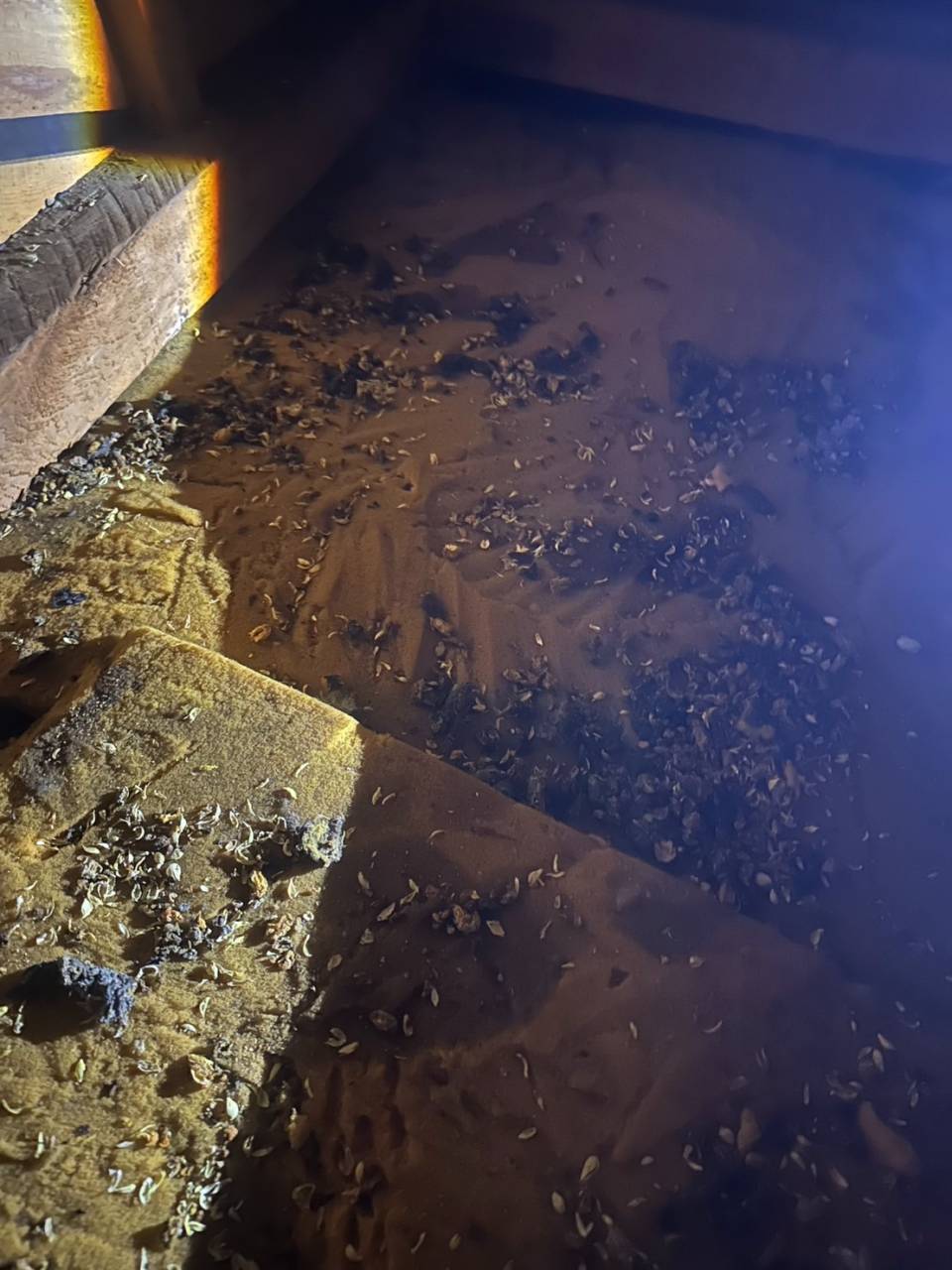 ハクビシンの糞尿被害