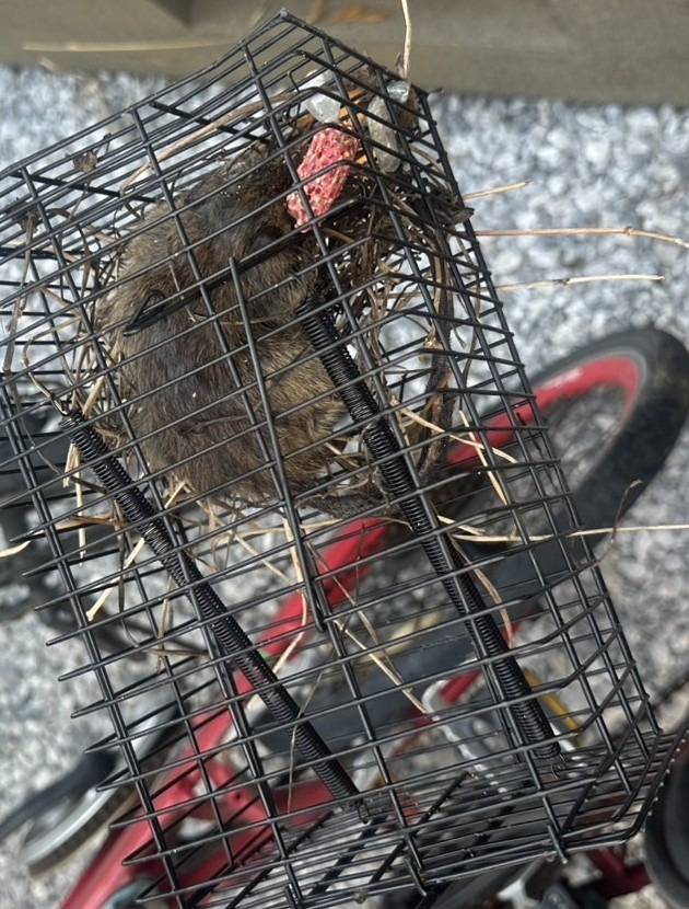 クマネズミの捕獲