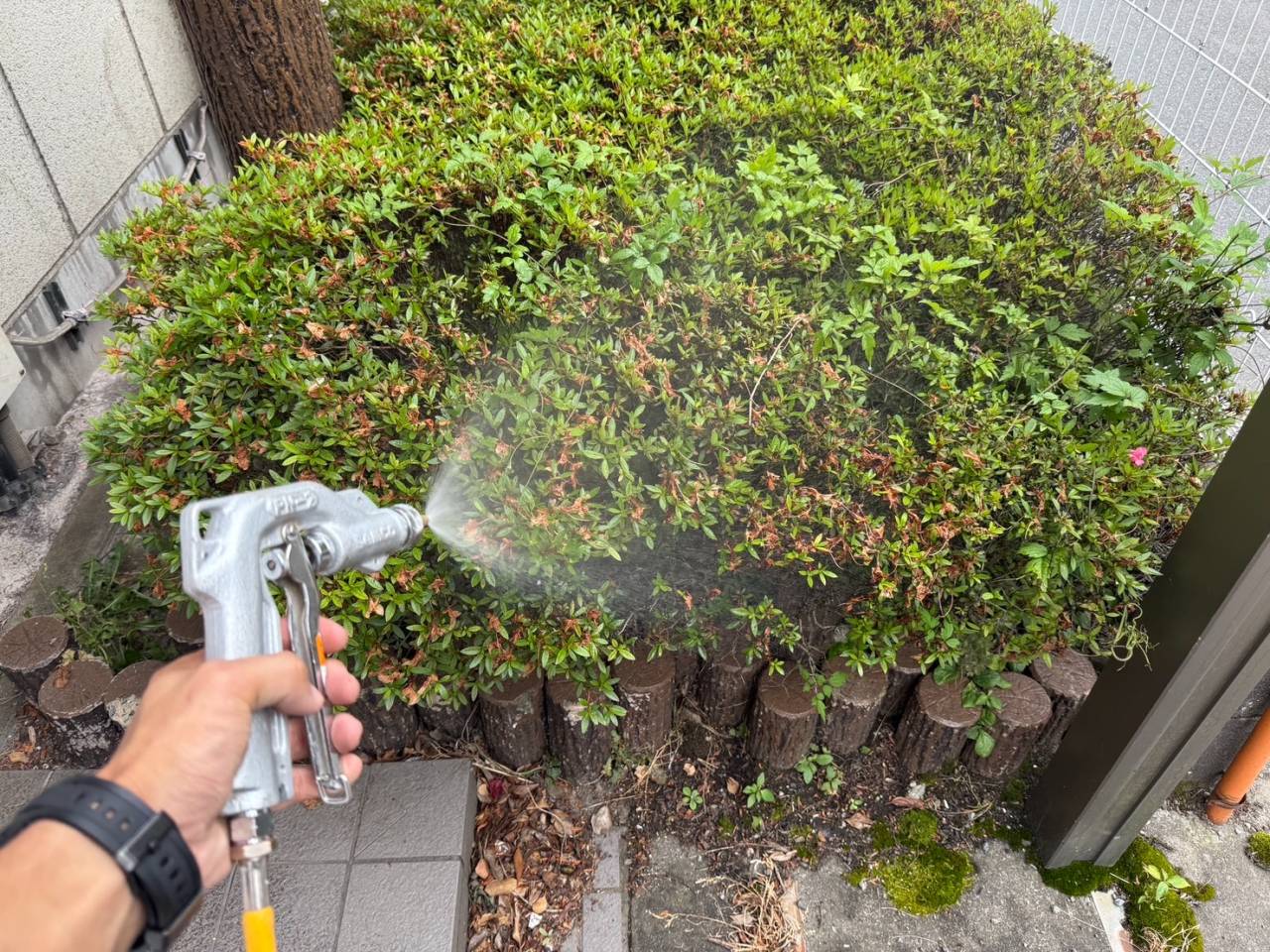 ムカデのお話②