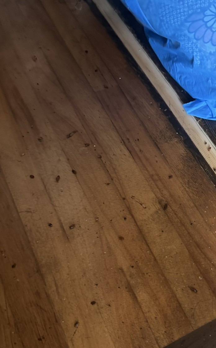 トコジラミ駆除防除